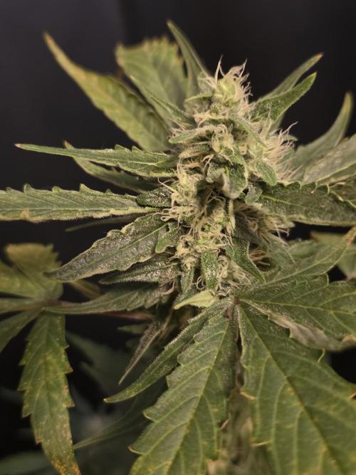 Apricot Auto-Fast Buds. Week 6