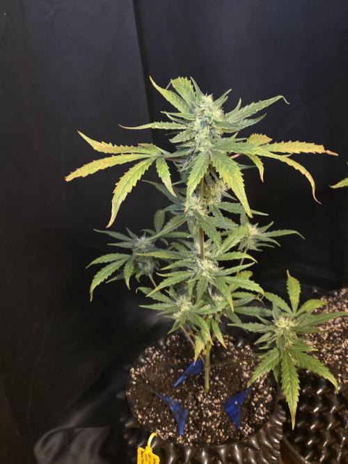 Apricot Auto-Fast Buds. Week 6