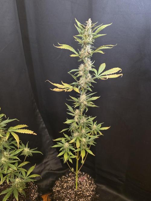 Apricot Auto-Fast Buds. Week 6