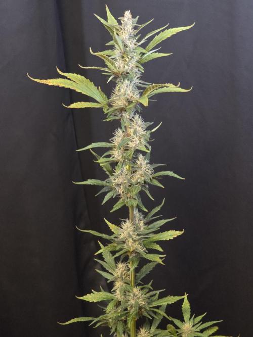 Apricot Auto-Fast Buds. Week 6