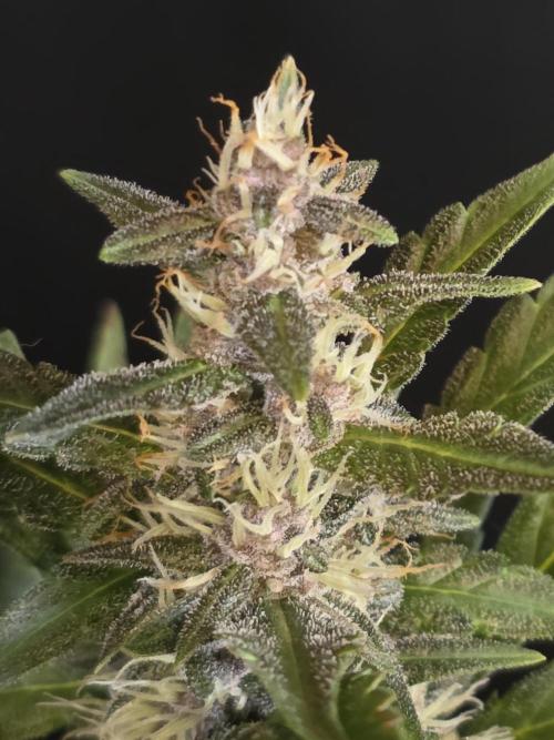 Apricot Auto-Fast Buds. Week 6