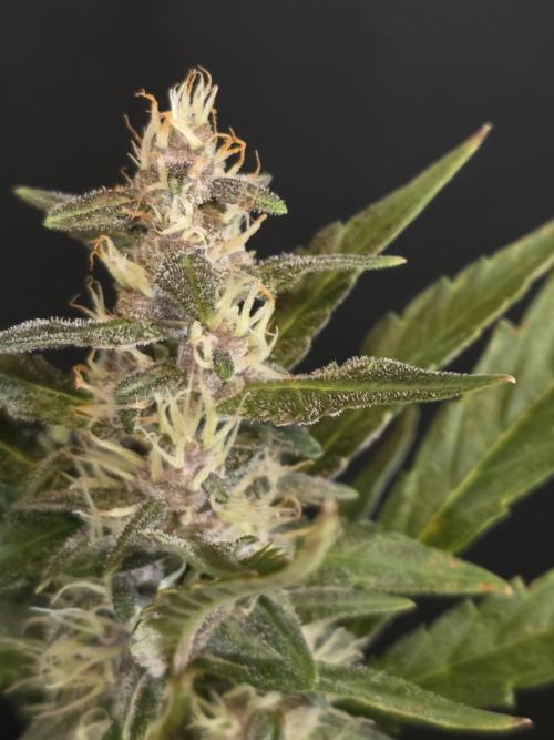 Apricot Auto-Fast Buds. Week 6