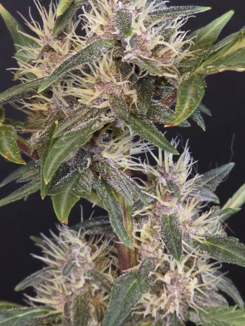 Apricot Auto-Fast Buds. Week 6