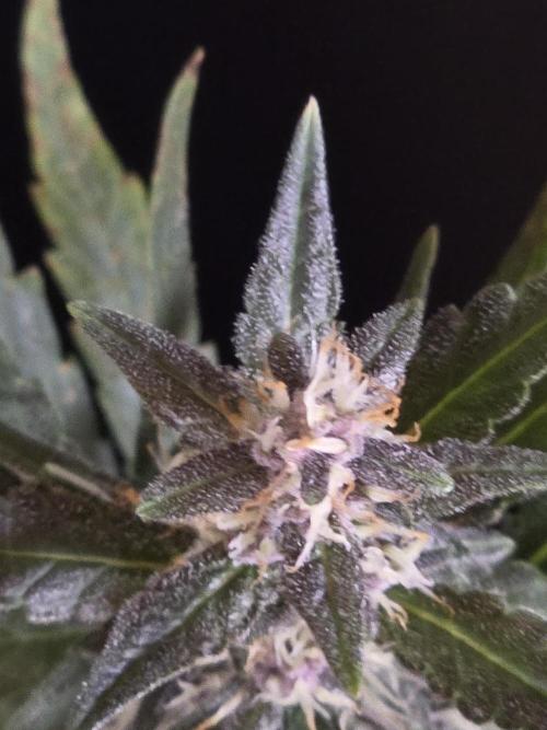 Apricot Auto-Fast Buds. Week 6