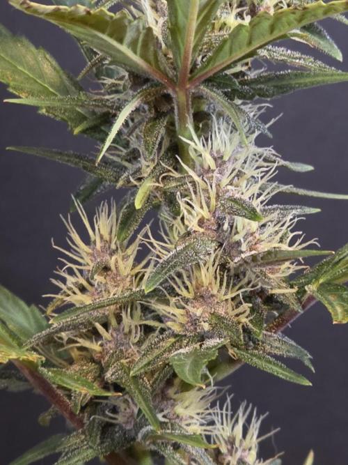 Apricot Auto-Fast Buds. Week 6