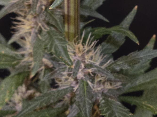 Apricot Auto-Fast Buds. Week 6