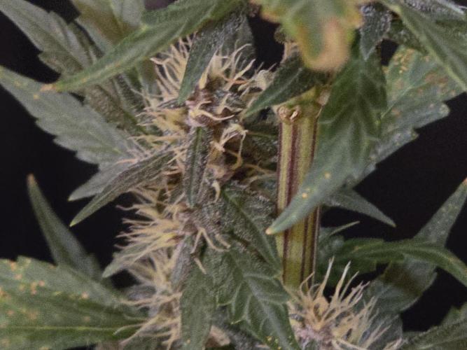 Apricot Auto-Fast Buds. Week 6