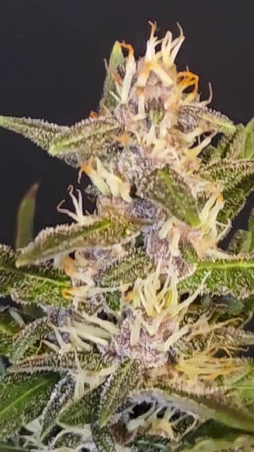 Apricot Auto-Fast Buds