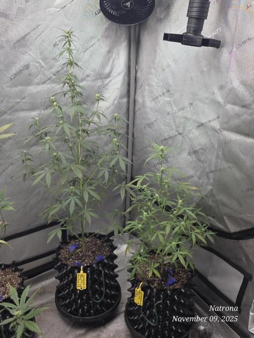 Godfather OG-MSNL. Week 6