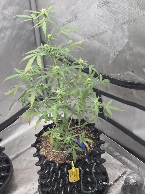 Godfather OG-MSNL. Week 6