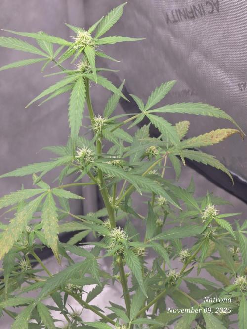 Godfather OG-MSNL. Week 6