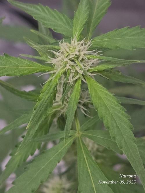 Godfather OG-MSNL. Week 6