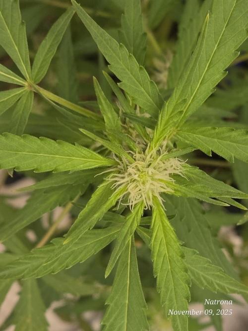 Godfather OG-MSNL. Week 6