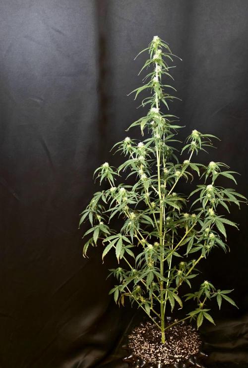 Godfather OG-MSNL. Week 6