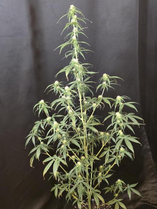 Godfather OG-MSNL. Week 6