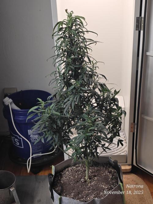 Hey Abby - SeedSupreme. Week 9