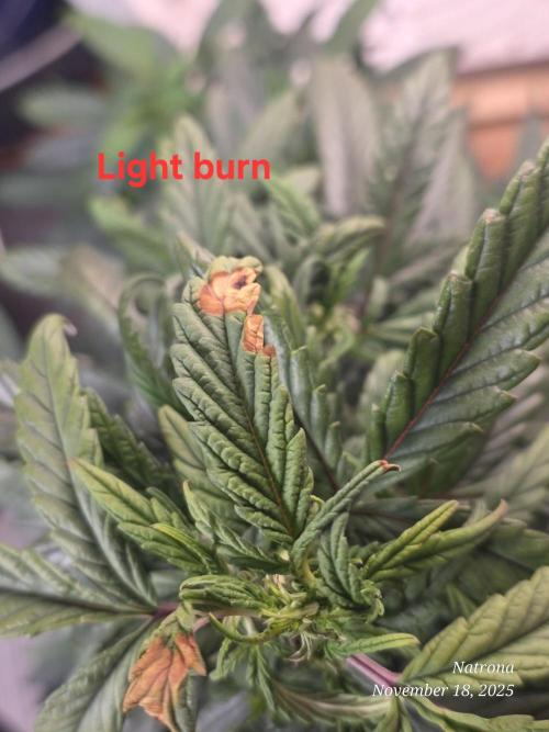 Hey Abby - SeedSupreme. Week 9