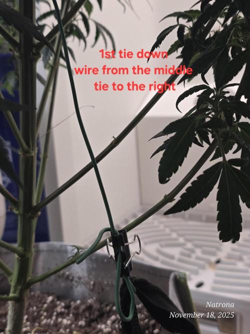 Hey Abby - SeedSupreme. Week 9