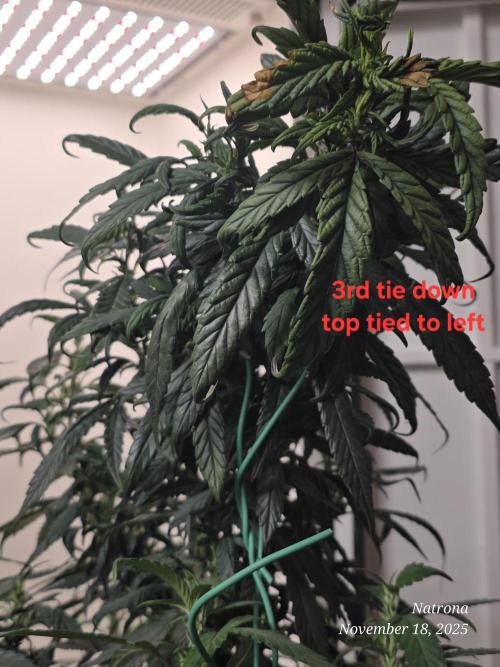 Hey Abby - SeedSupreme. Week 9