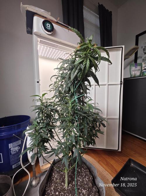 Hey Abby - SeedSupreme. Week 9