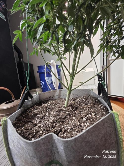 Hey Abby - SeedSupreme. Week 9