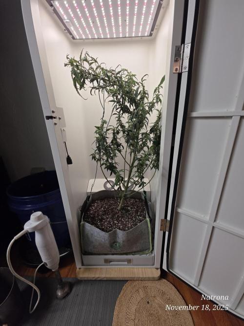 Hey Abby - SeedSupreme. Week 9