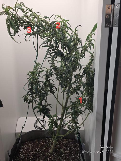 Hey Abby - SeedSupreme. Week 9