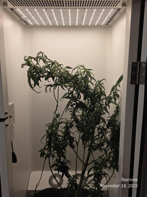 Hey Abby - SeedSupreme. Week 9