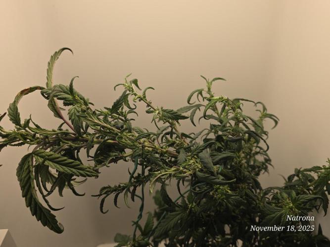 Hey Abby - SeedSupreme. Week 9