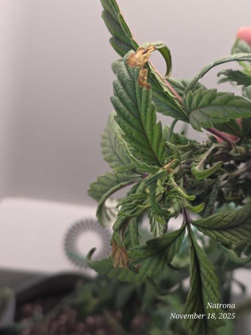 Hey Abby - SeedSupreme. Week 9