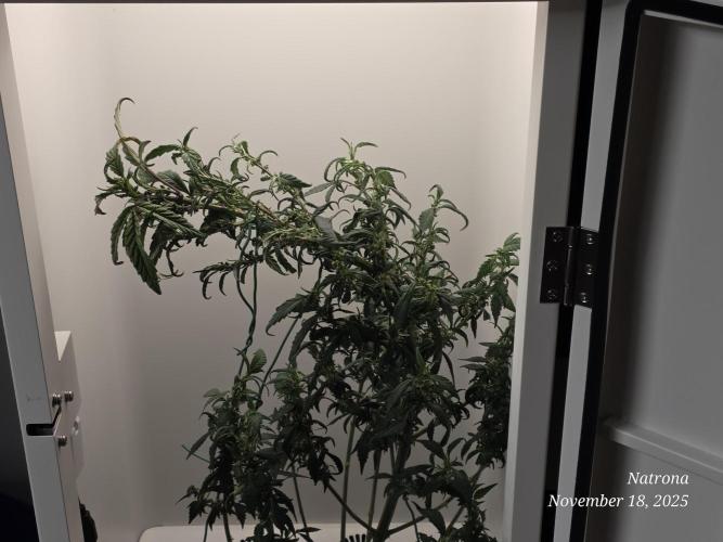 Hey Abby - SeedSupreme. Week 9