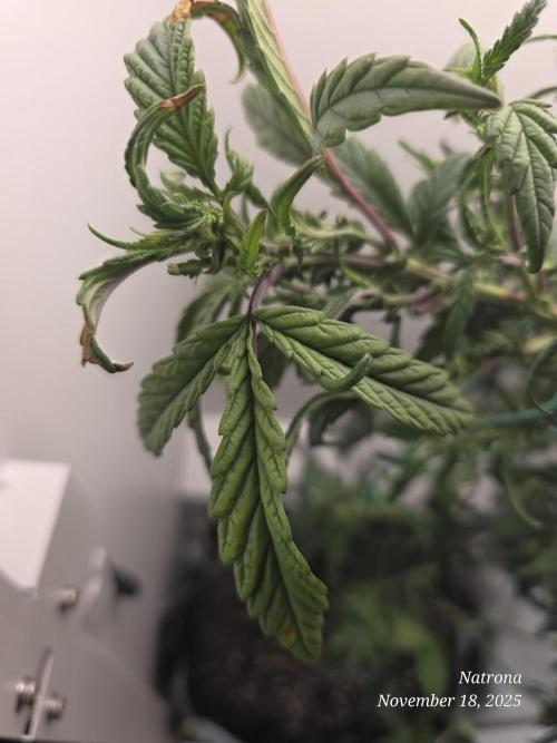 Hey Abby - SeedSupreme. Week 9