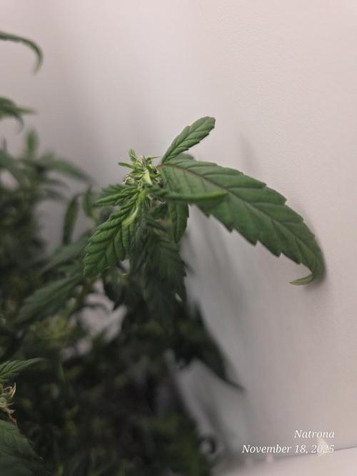 Hey Abby - SeedSupreme. Week 9