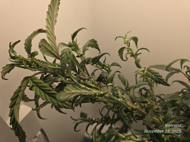 Hey Abby - SeedSupreme. Week 9