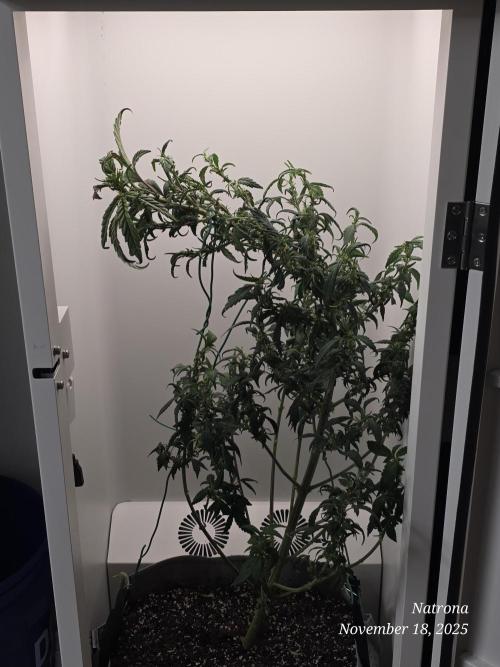 Hey Abby - SeedSupreme. Week 9