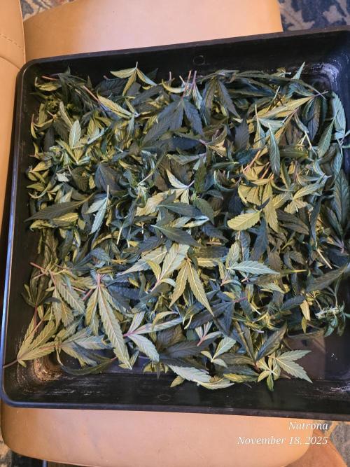 Hey Abby - SeedSupreme. Week 9