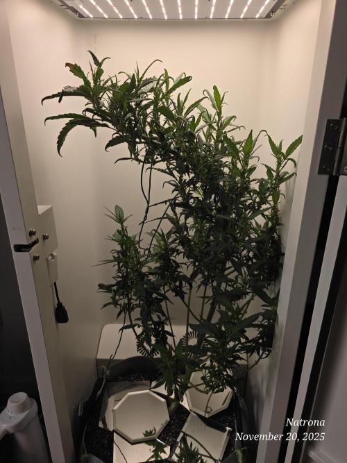 Hey Abby - SeedSupreme. Week 9