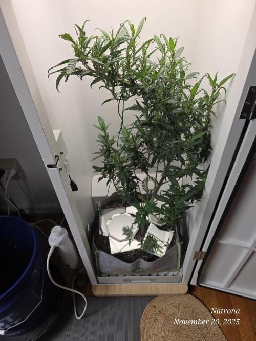 Hey Abby - SeedSupreme. Week 9