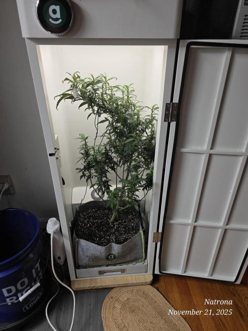 Hey Abby - SeedSupreme. Week 9