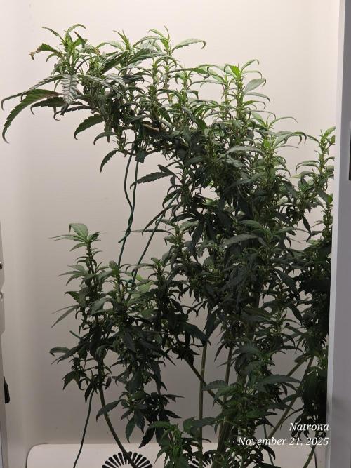 Hey Abby - SeedSupreme. Week 9