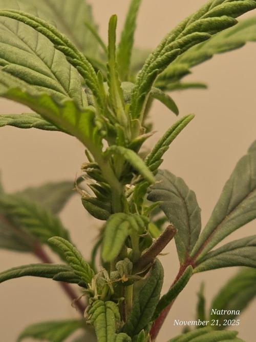 Hey Abby - SeedSupreme. Week 9