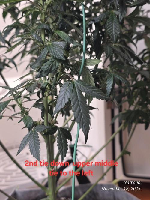 Hey Abby - SeedSupreme. Week 9