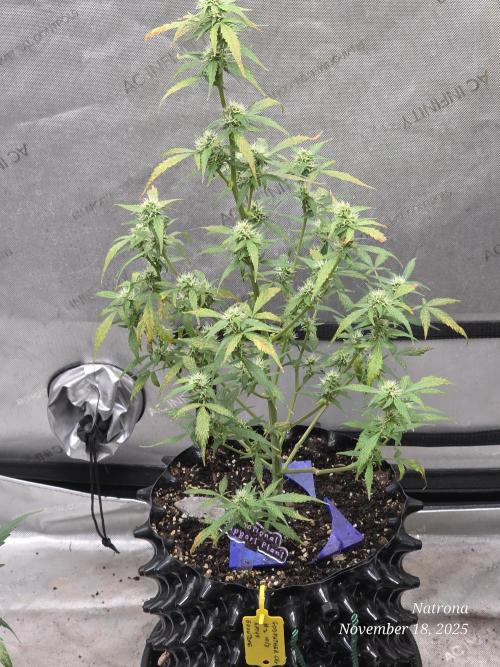 Godfather OG-MSNL. Week 7