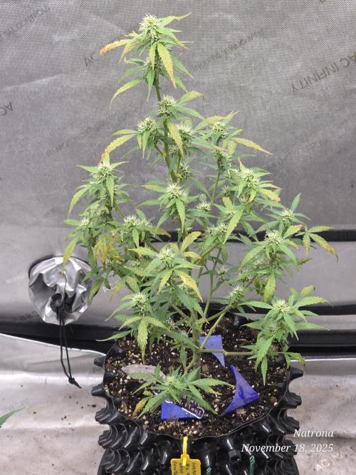 Godfather OG-MSNL. Week 7