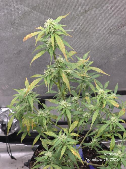 Godfather OG-MSNL. Week 7