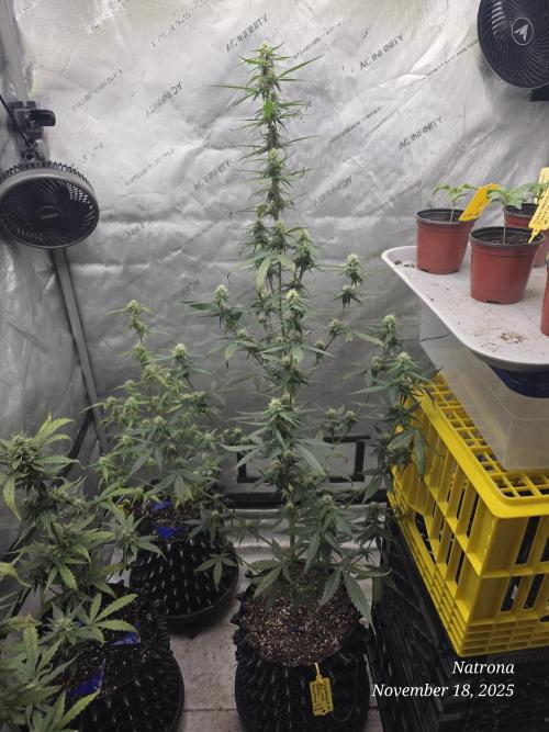 Godfather OG-MSNL. Week 7