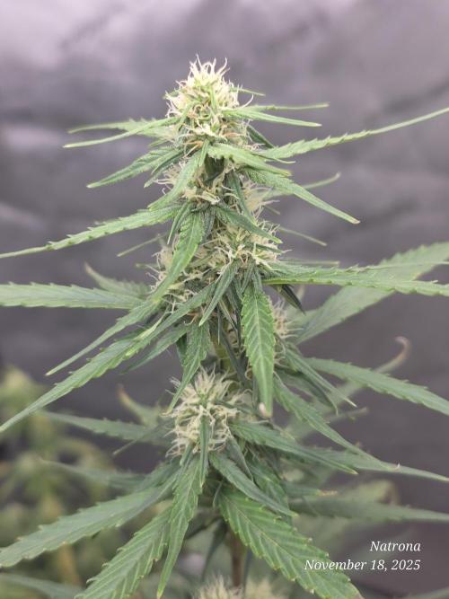 Godfather OG-MSNL. Week 7