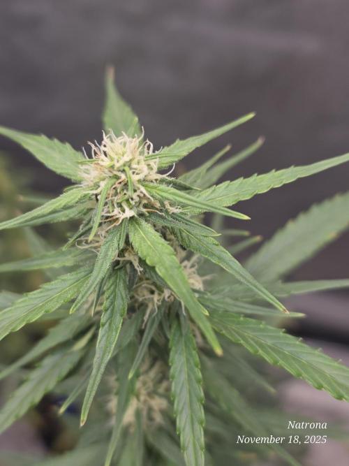 Godfather OG-MSNL. Week 7