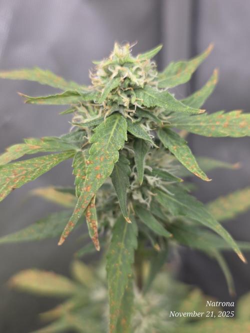 Godfather OG-MSNL. Week 7