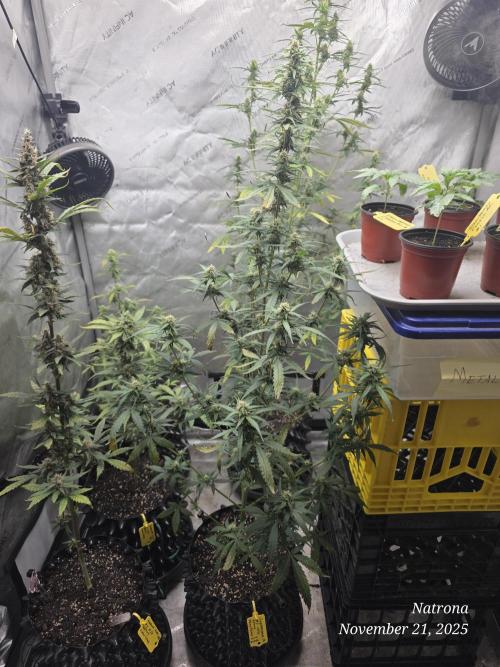 Godfather OG-MSNL. Week 7